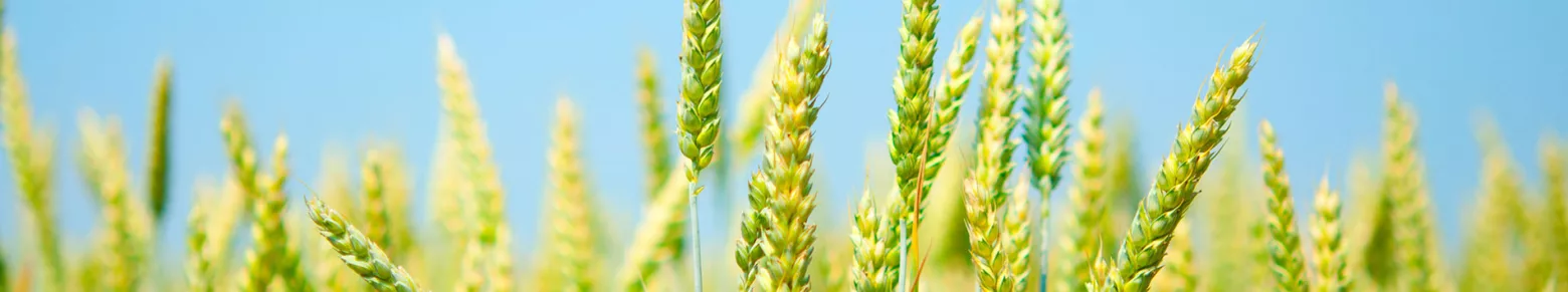 Agrochemicals